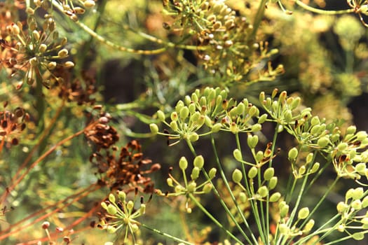 Ripe and unripe dills seed stalks growing in the garden.