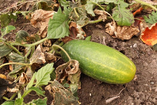 A overripe cucumber growing in the garden between wilted leaves.