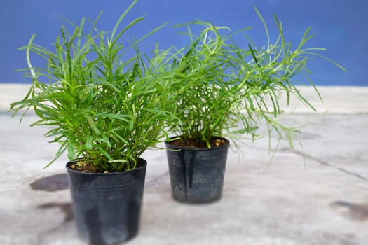 Mini plant pot nature background, stock photo