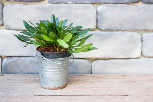 Mini green leaves plant pot, stock photo