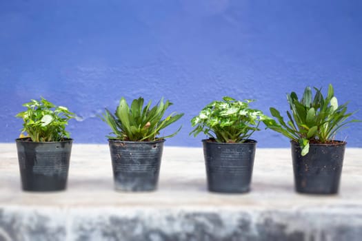 Mini plant pot nature background, stock photo