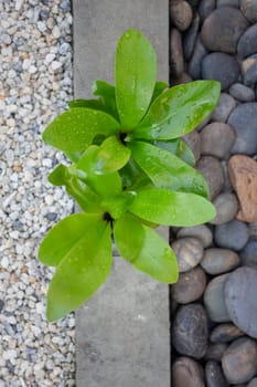 Mini plant pot nature background, stock photo