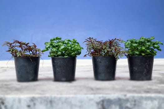 Mini plant pot nature background, stock photo