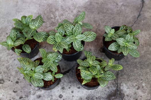 Mini plant pot nature background, stock photo