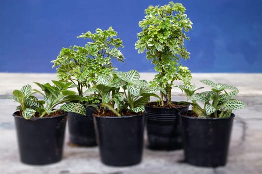 Mini plant pot nature background, stock photo
