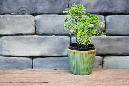 Mini green leaves plant pot, stock photo