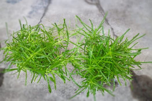 Mini plant pot nature background, stock photo