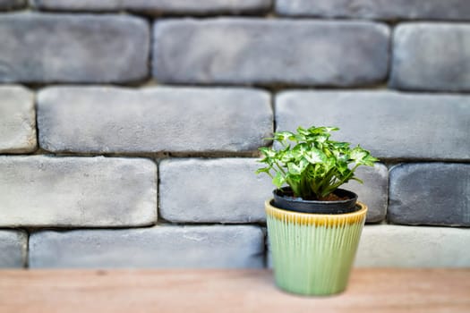 Mini green leaves plant pot, stock photo