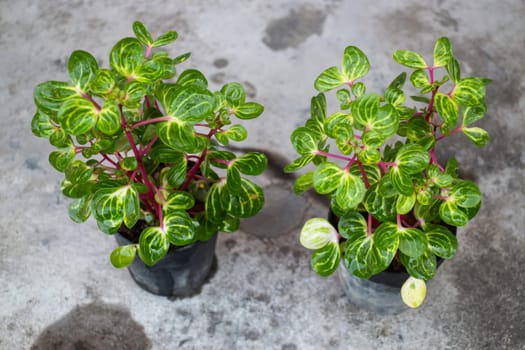 Mini plant pot nature background, stock photo