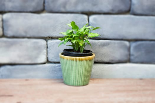 Mini green leaves plant pot, stock photo