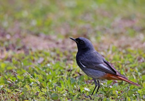 Telephoto male redstart Phoenicurus ochruros