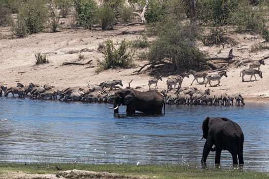 Elephants and zebras on Boteti River in Makgadikgadi Pans National Park, Botswana