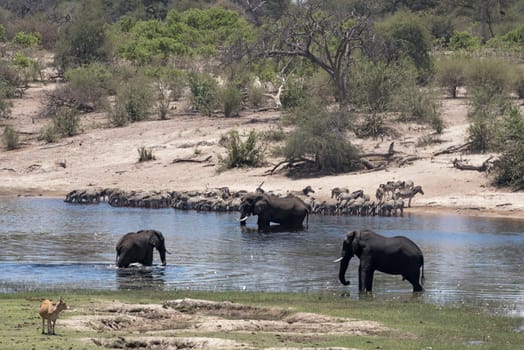 Elephants and zebras on Boteti River in Makgadikgadi Pans National Park, Botswana