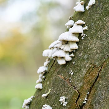 split gill fungus (Schizophyllum commune) on a dead tree trunk in the forest