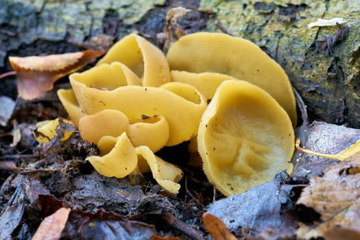 cup fungi (Peziza succosa) on the forest floor in autumn