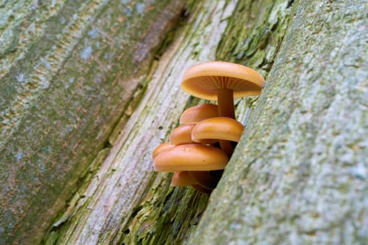 velvet stem (Flammulina velutipes) on a tree trunk in the woods in winter