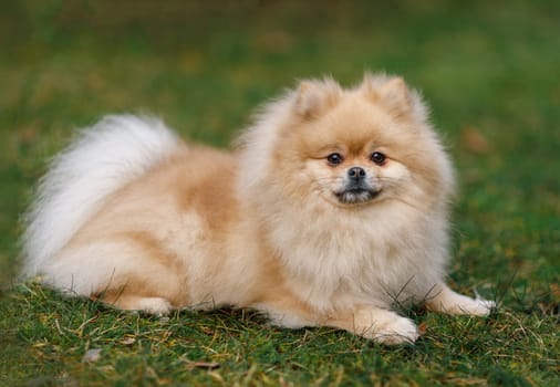 Dog breed Spitz beige colorBeige Spitz dog lying on a green lawn