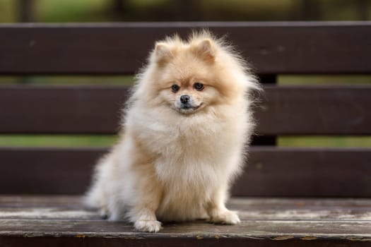 Beige Spitz breed dog sitting on a wooden brown bench in the park