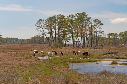 Wild Ponies Feeding in a Coastal Wetland in the Chincoteague National Wildlife Refuge in Virginia