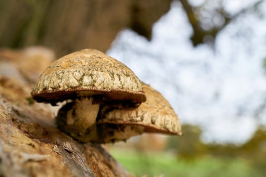 Hemipholiota populnea at the deadwood of a dead poplar