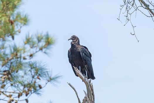 Black Vulture in a Old Dead Tree in the Chincoteague National Wildlife Refuge in Virginia