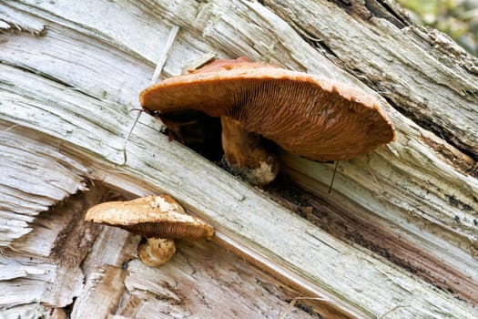 Hemipholiota populnea at the deadwood of a dead poplar