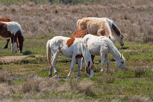 Colorful Wild Ponies Grazing in a Wetland in Chincoteague National Wildlife Refuge in Virginia