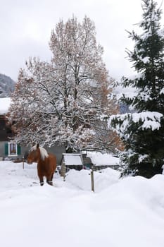 holiday at the foot of Mont Blanc in winter in the Chamonix Valley, France