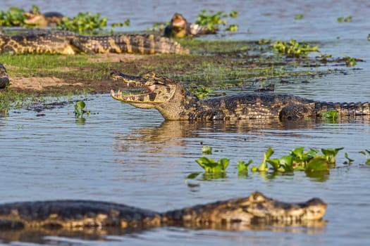 Spectacled caiman (Caiman crocodilus yacare),Pantanal,Mato Grosso,Brazil