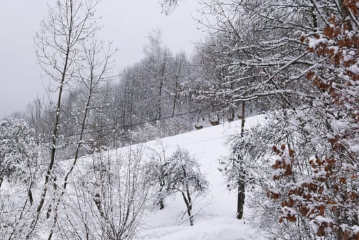 holiday at the foot of Mont Blanc in winter in the Chamonix Valley, France