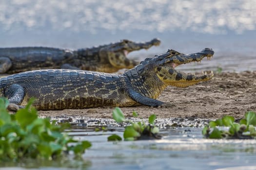 Spectacled caiman (Caiman crocodilus yacare) backlight,Pantanal,Mato Grosso,Brazil