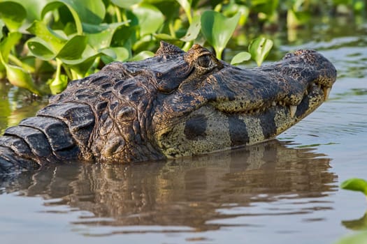 Spectacled caiman (Caiman crocodilus yacare),animal portrait,Pantanal,Mato Grosso,Brazil