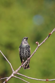 Telephoto Star Sturnus vulgaris in October