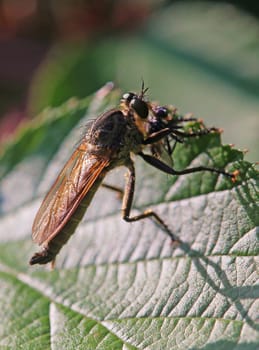 Golden-tabbed Robberfly