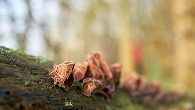 Judas ear (Auricularia auricula-judae) on a dead tree trunk in the forest