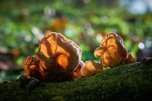 Judas ear (Auricularia auricula-judae) on a dead tree trunk in the forest
