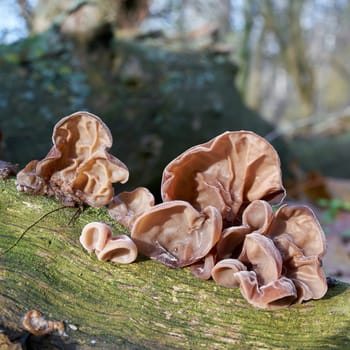 Judas ear (Auricularia auricula-judae) on a dead tree trunk in the forest