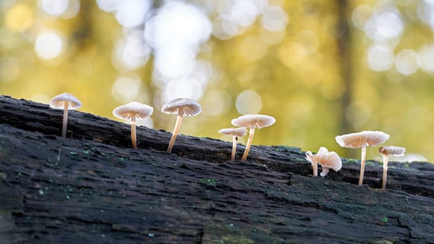 common bonnet (Mycena galericulata) on a dead tree trunk in the forest
