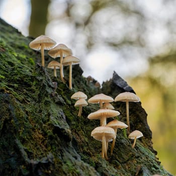 common bonnet (Mycena galericulata) on a dead tree trunk in the forest