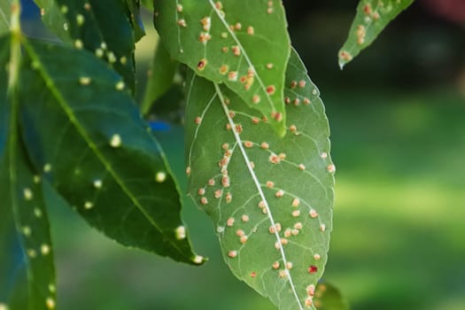 Gall blisters on the underside of ash tree leaves.