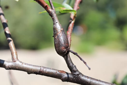 Galls on a tree branch caused by a borer.