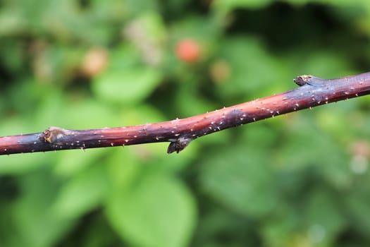 Closeup of a raspberry inflected with cane blight.