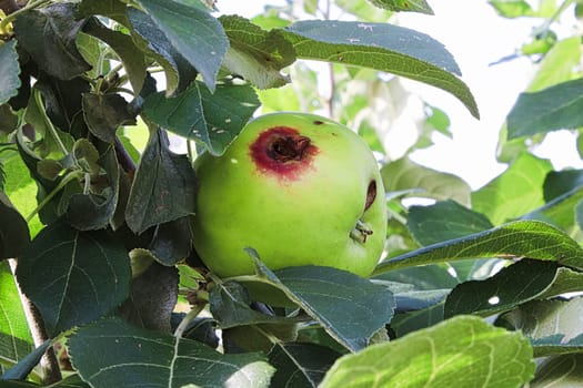 A hole in a apple caused by a codling moth.