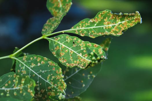 Gall blisters on the underside of ash tree leaves.
