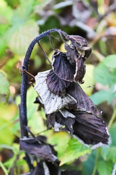 The crooked raspberry cane infected with blight.