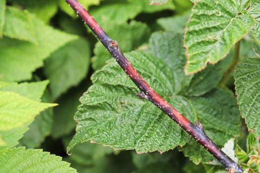 Closeup of a raspberry inflected with cane blight.