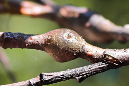 Galls on a tree branch caused by an insect.