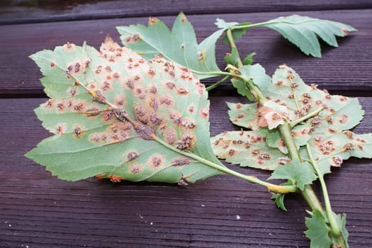 The underside of leaves infected with juniper hawthorn rust.