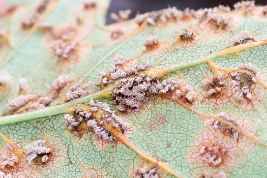 Closeup of bristles - fungal fruiting structures under a leaf.
