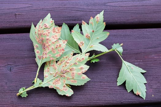 The underside of leaves infected with juniper hawthorn rust.